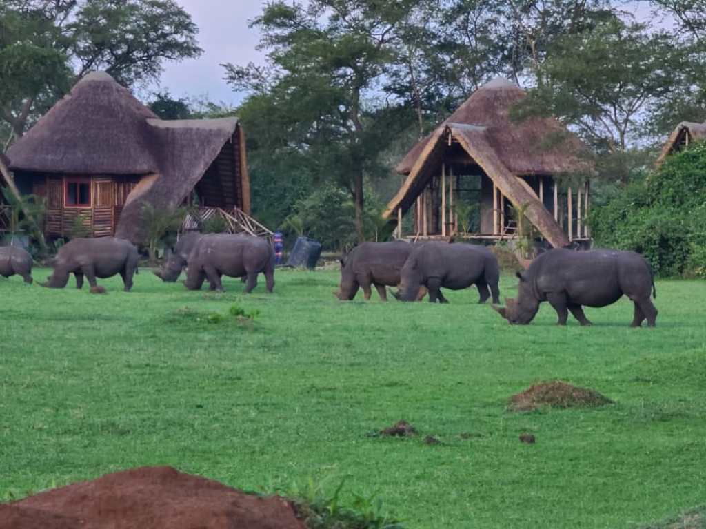 What Types of Accommodation Are Available Near Ziwa Rhino Sanctuary?