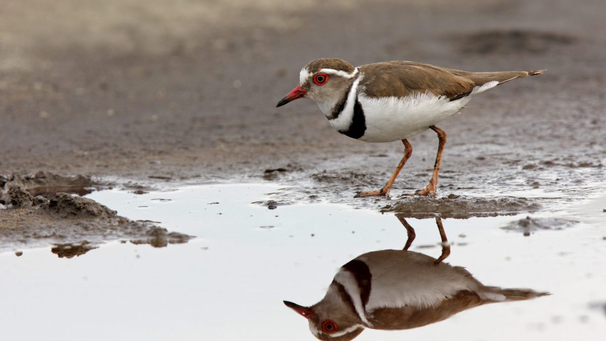 Birding in Lake Mburo National Park