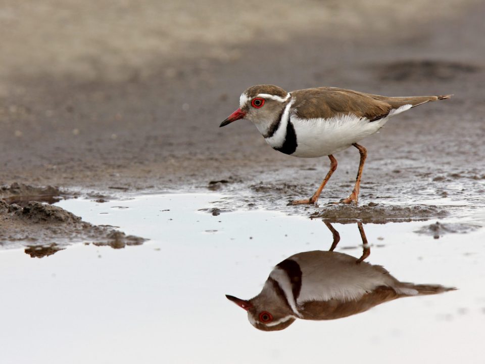 Birding in Lake Mburo National Park