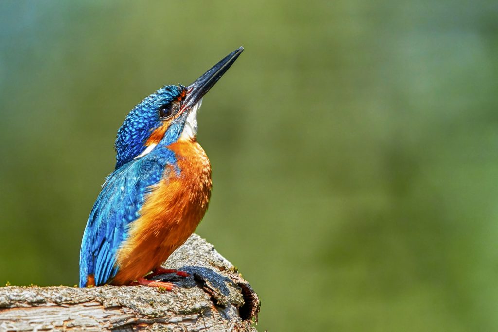 Birding in Murchison Falls National Park