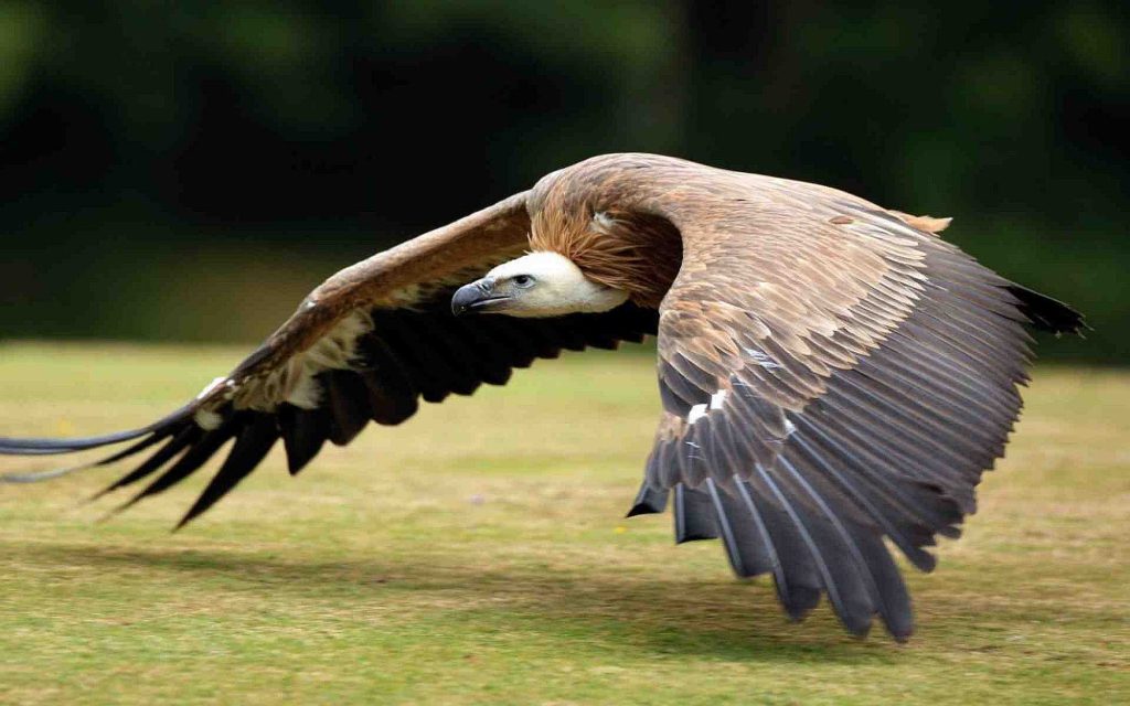 Birding in Queen Elizabeth National Park