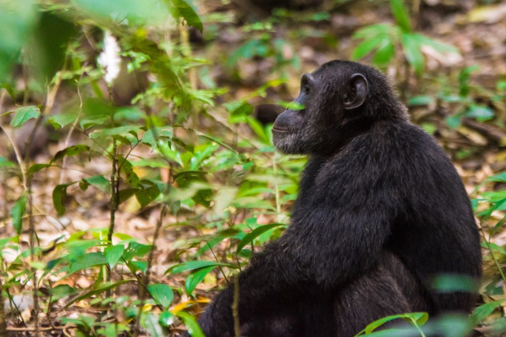 Can I Do Chimpanzee Tracking Along with Gorilla and Wildlife Safaris