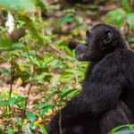 Can I Do Chimpanzee Tracking Along with Gorilla and Wildlife Safaris