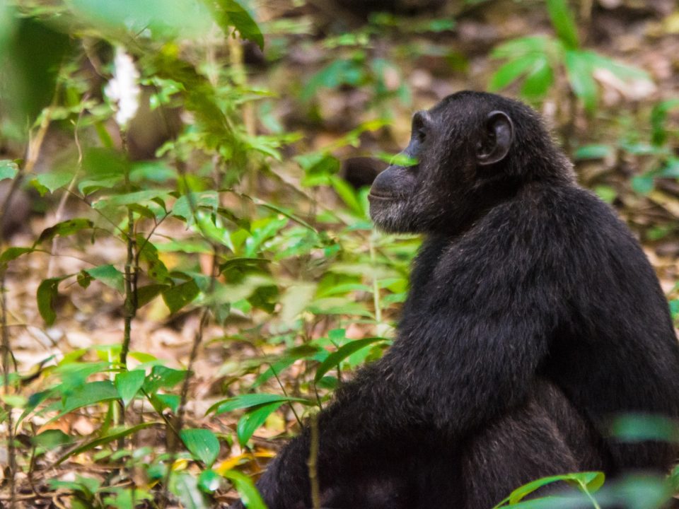 Can I Do Chimpanzee Tracking Along with Gorilla and Wildlife Safaris