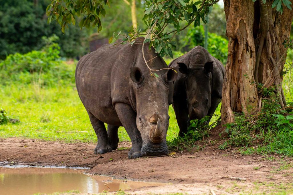 Can I Combine a Visit to Ziwa Rhino Sanctuary with a Murchison Falls Safari?