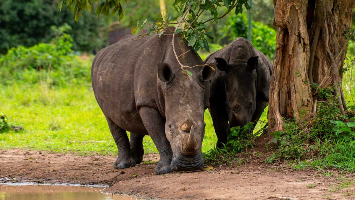 Can I Combine a Visit to Ziwa Rhino Sanctuary with a Murchison Falls Safari?