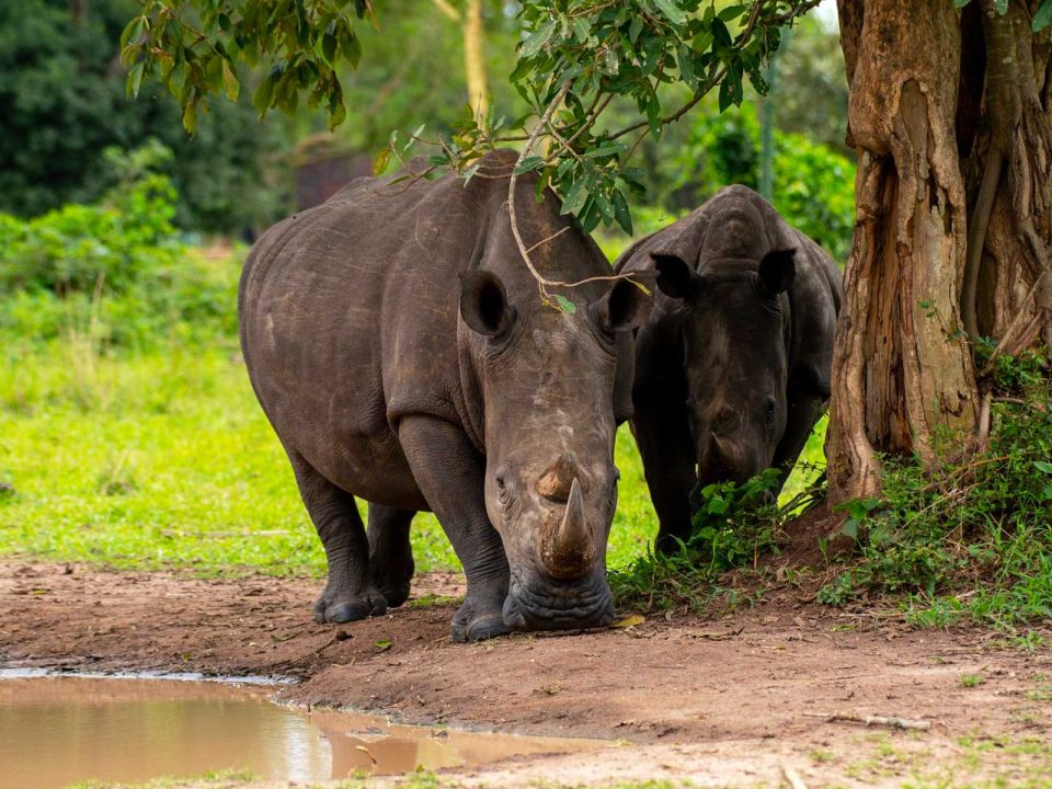 Can I Combine a Visit to Ziwa Rhino Sanctuary with a Murchison Falls Safari?