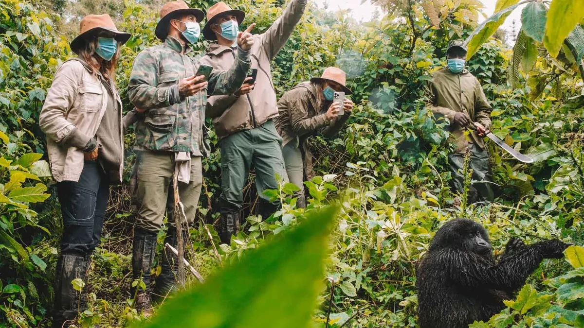How Do I Get a Gorilla Trekking Permit, and How Much Does It Cost?