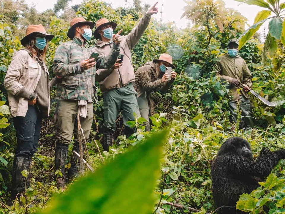 How Do I Get a Gorilla Trekking Permit, and How Much Does It Cost?