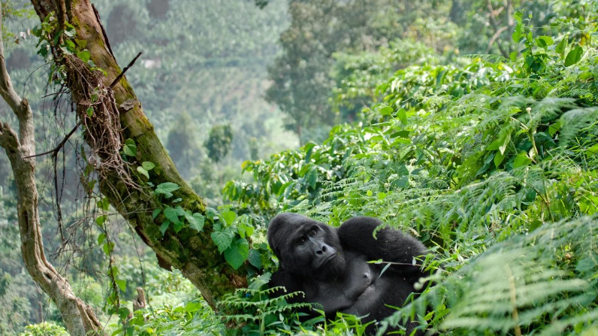 How Many Days Do I Need for a Combined Gorilla and Wildlife Safari in Uganda
