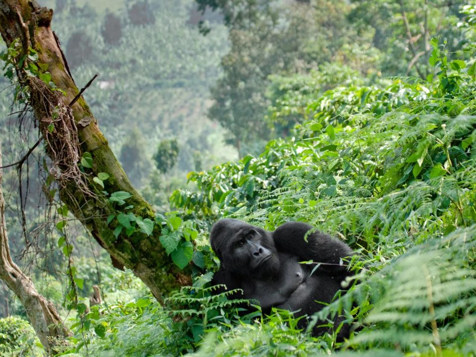 How Many Days Do I Need for a Combined Gorilla and Wildlife Safari in Uganda
