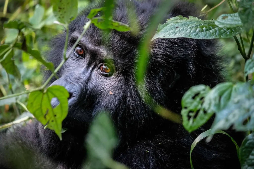 Is It Safe to Travel to Uganda for a Gorilla and Wildlife Safari