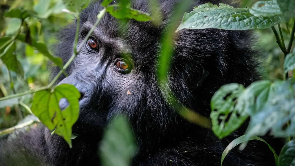 Is It Safe to Travel to Uganda for a Gorilla and Wildlife Safari