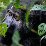 Is It Safe to Travel to Uganda for a Gorilla and Wildlife Safari