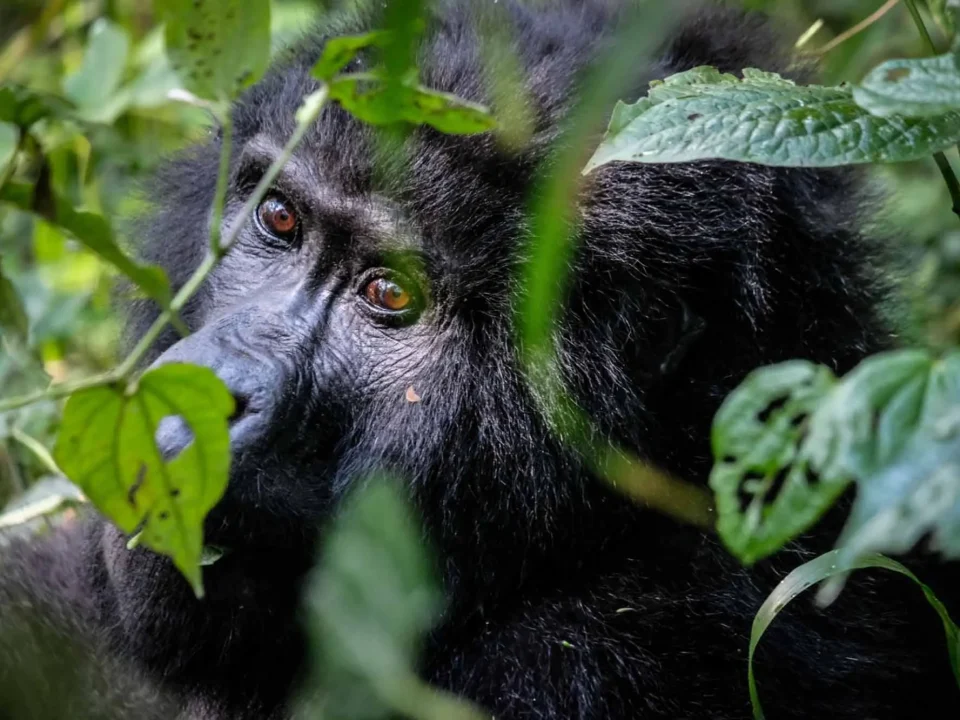 Is It Safe to Travel to Uganda for a Gorilla and Wildlife Safari