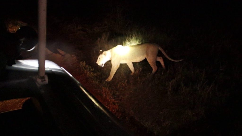 What is a Night Game Drive, and Where Is It Offered?