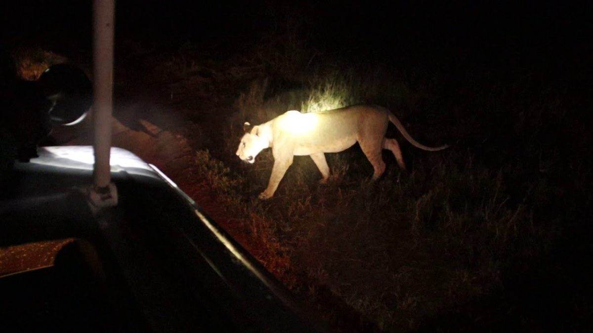 What is a Night Game Drive, and Where Is It Offered?