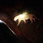 What is a Night Game Drive, and Where Is It Offered?