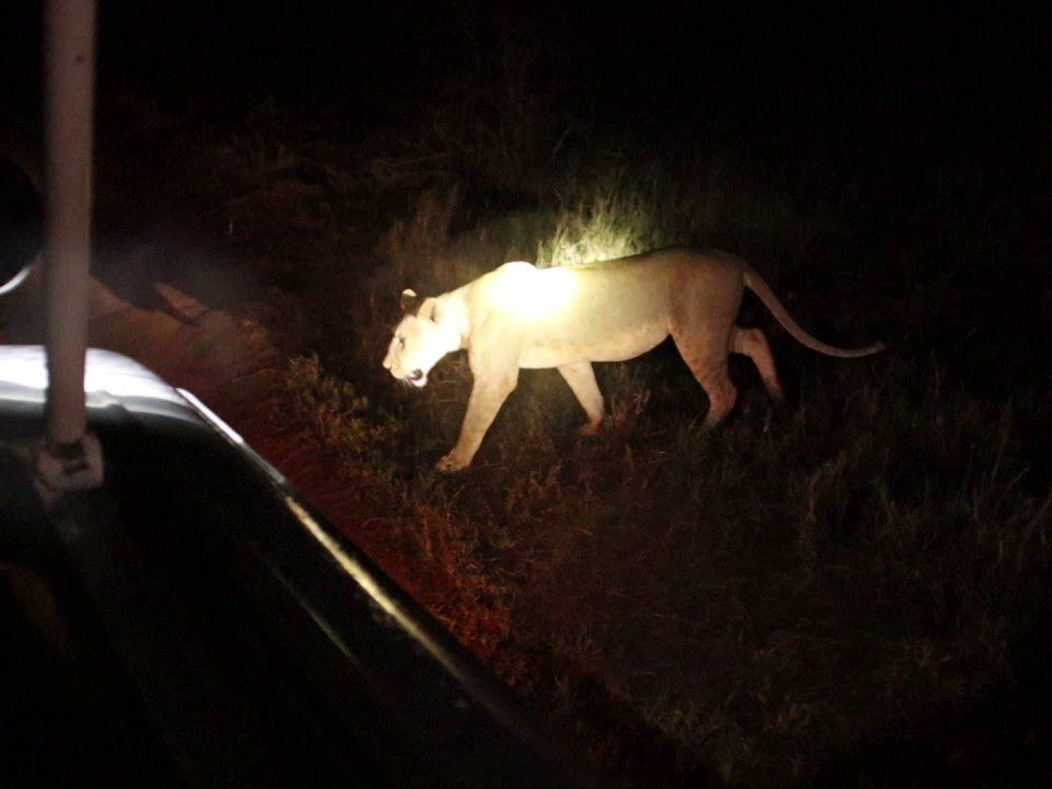 What is a Night Game Drive, and Where Is It Offered?