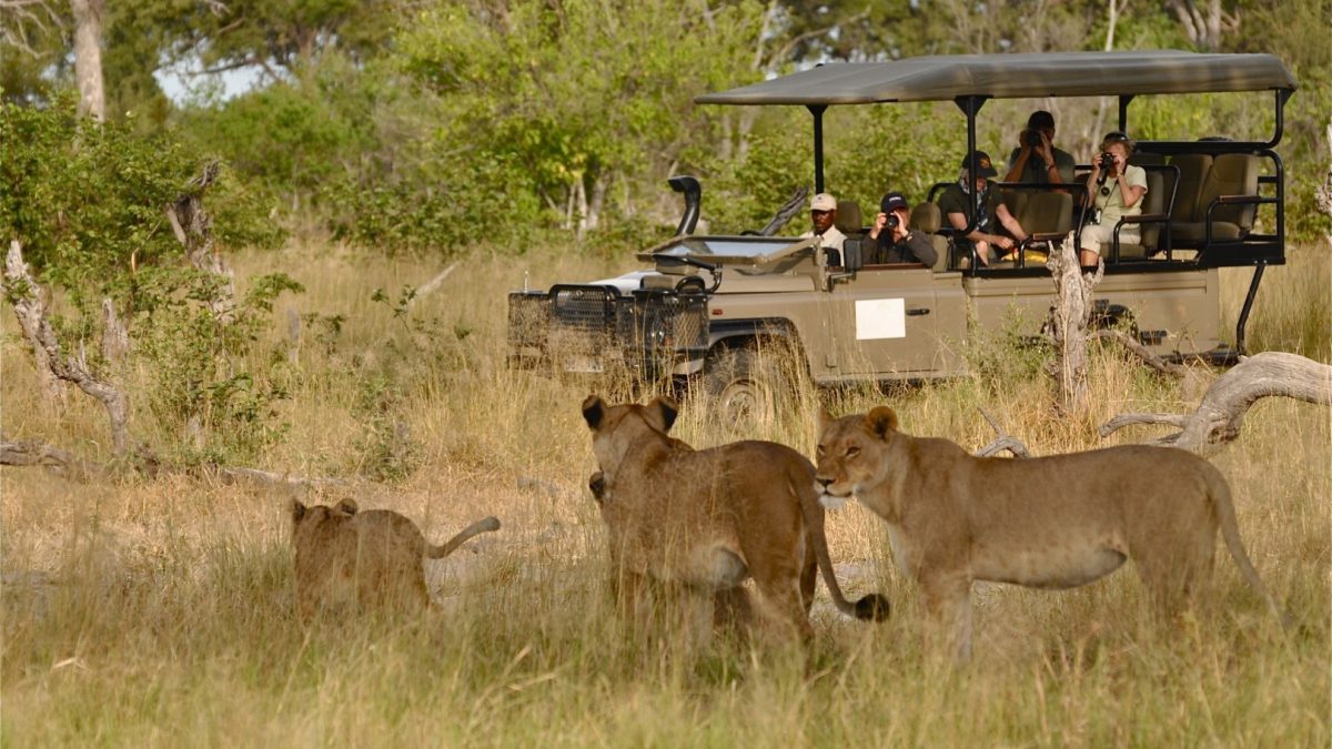 What Are the Best National Parks in Uganda for Game Drives