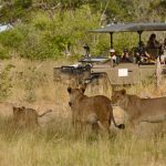 What Are the Best National Parks in Uganda for Game Drives