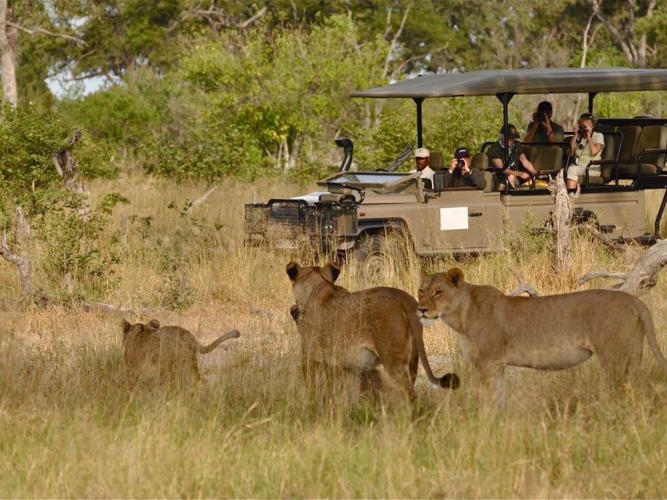 What Are the Best National Parks in Uganda for Game Drives