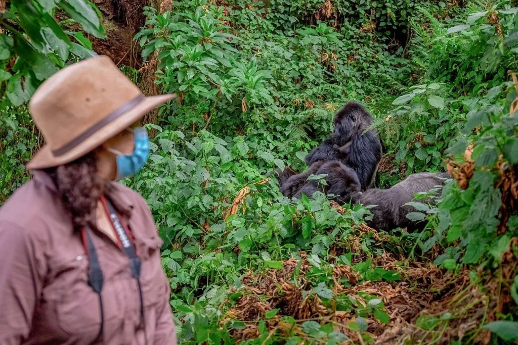 What Fitness Level Is Required for Gorilla Trekking?