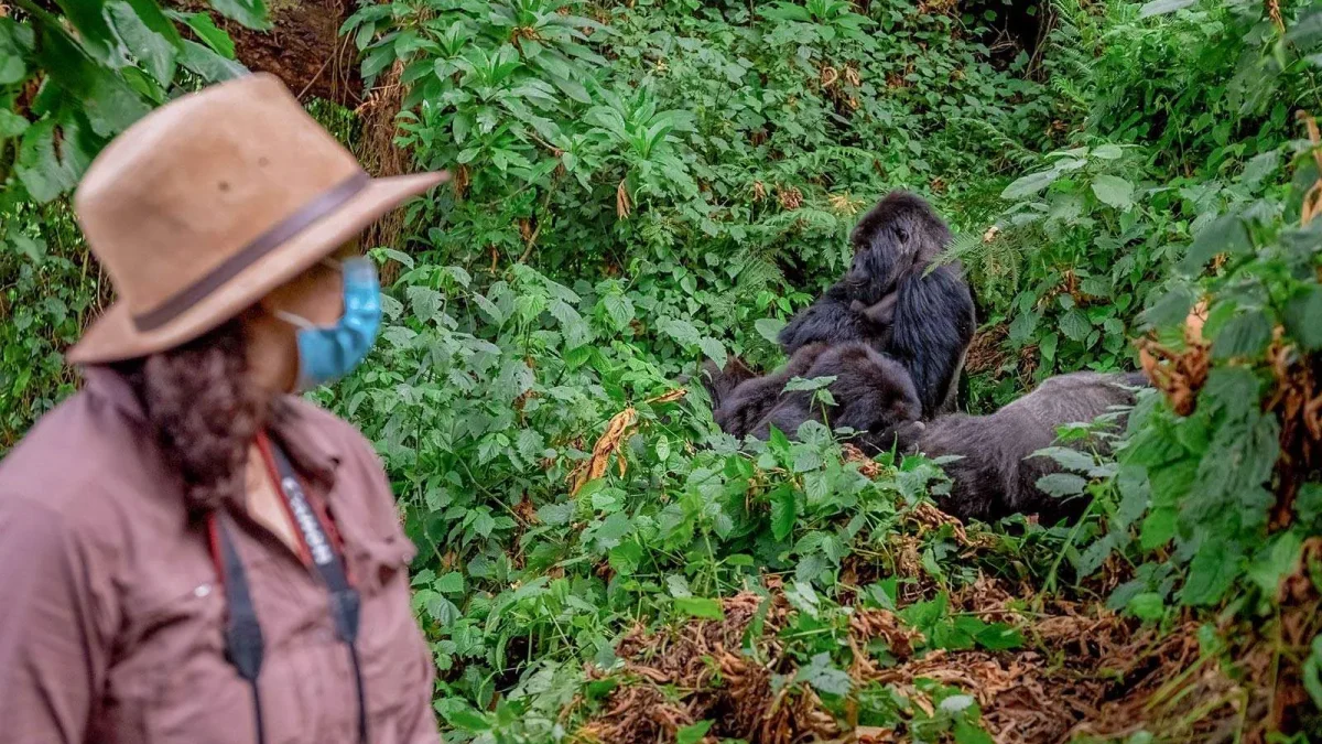 What Fitness Level Is Required for Gorilla Trekking?