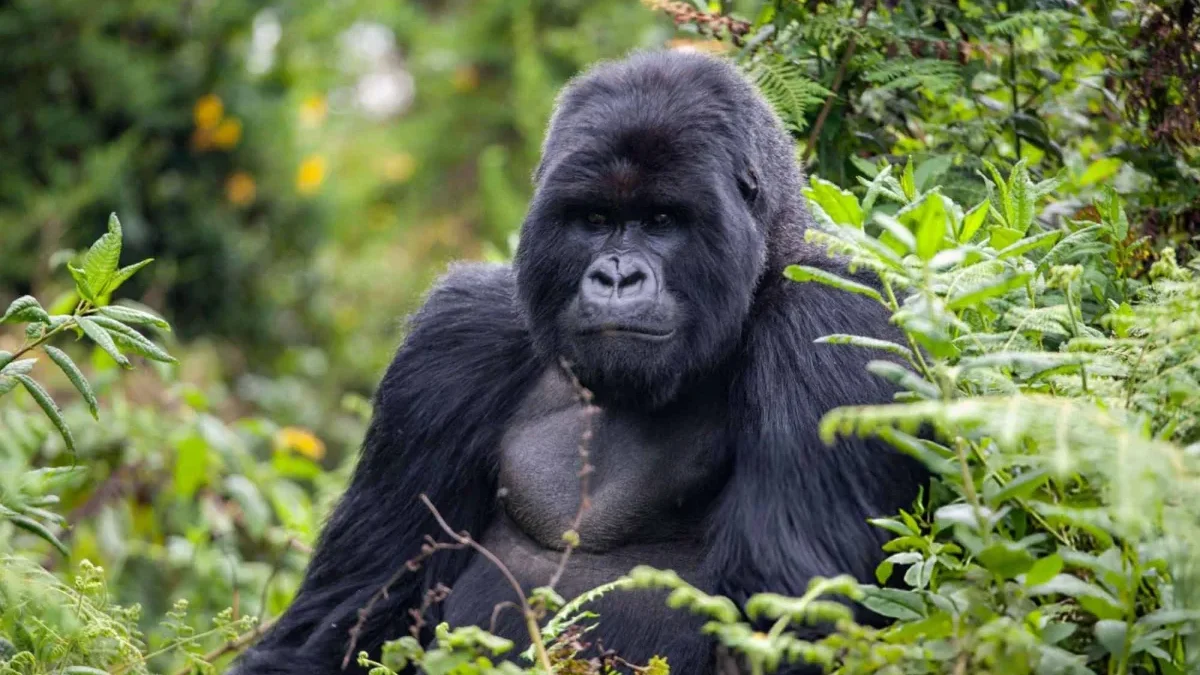 What Should I Pack for a Combined Gorilla and Wildlife Safari?