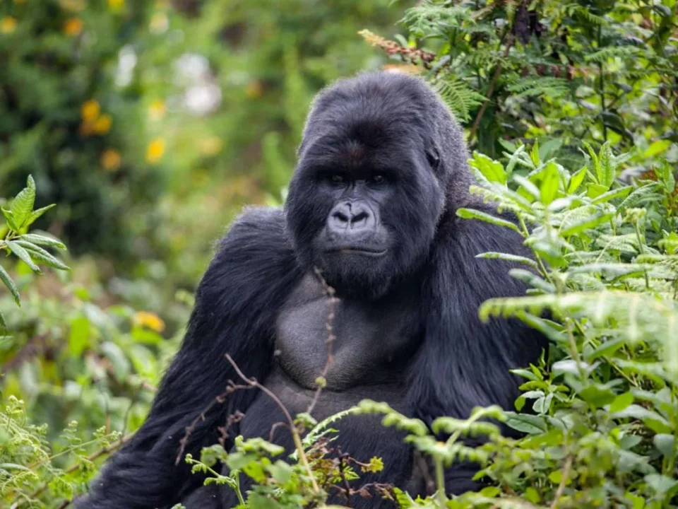 What Should I Pack for a Combined Gorilla and Wildlife Safari?