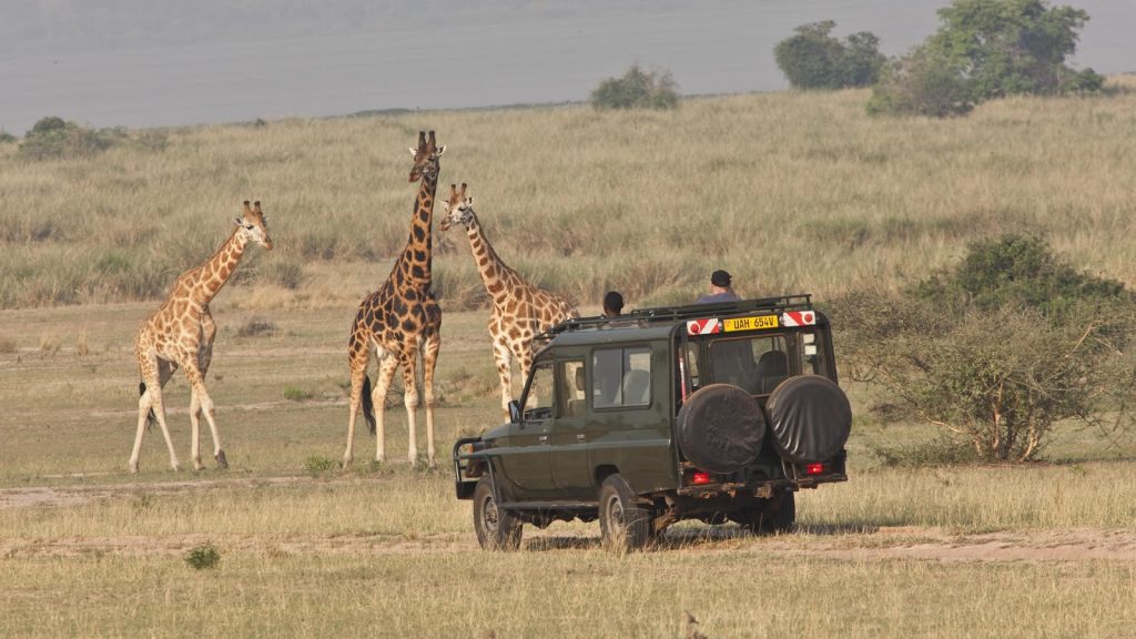 What Type of Animals Will I See on a Game Drive in Uganda?