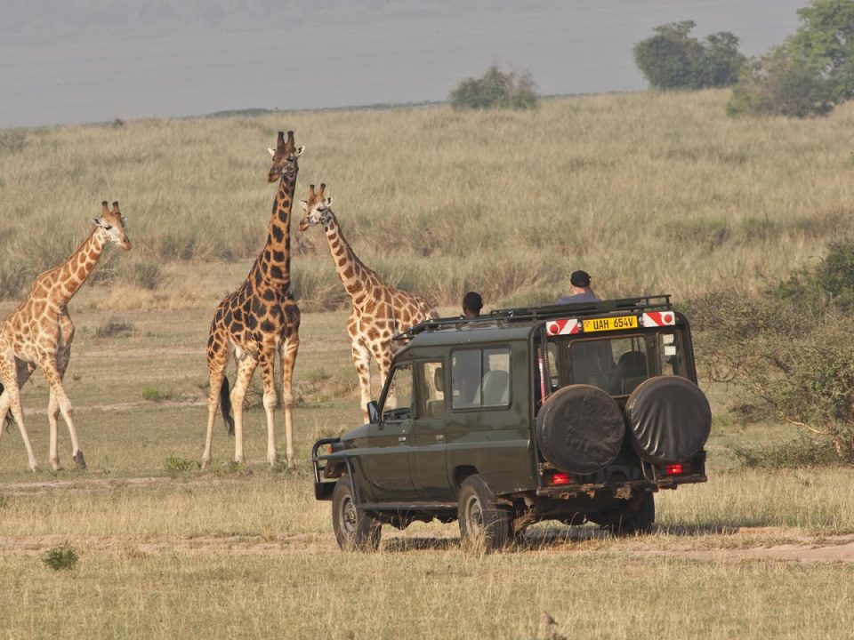 What Type of Animals Will I See on a Game Drive in Uganda?