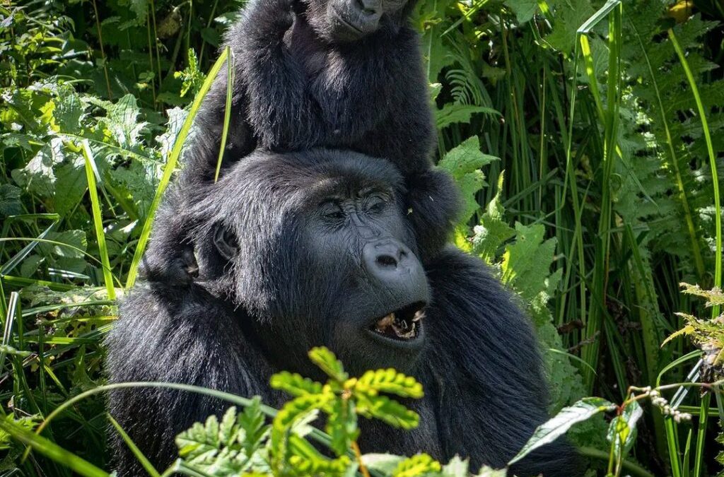 What is Uganda Gorilla Trekking and How Does It Differ from Game Drive Safaris