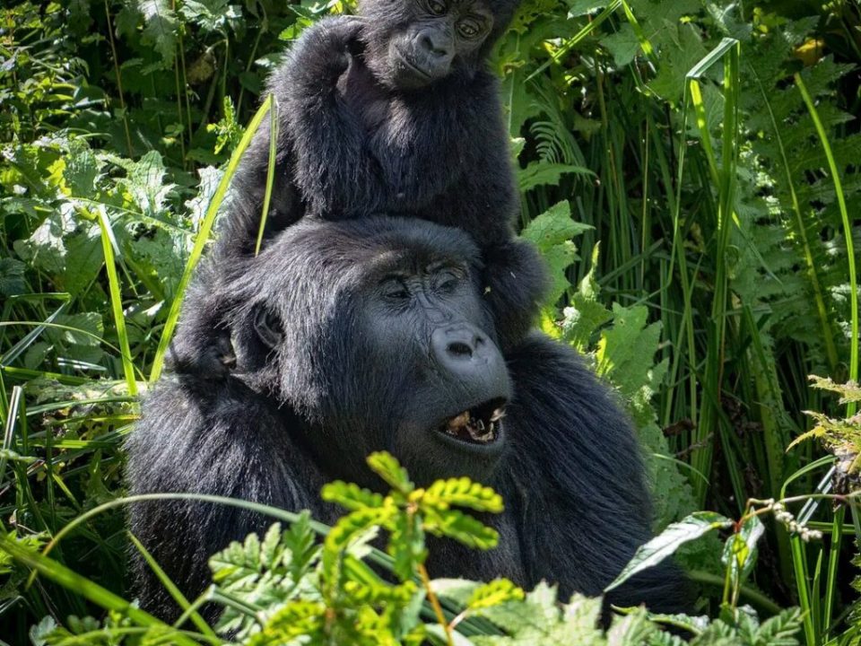 What is Uganda Gorilla Trekking and How Does It Differ from Game Drive Safaris