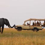 When is the Best Time to Go for a Game Drive Safari in Uganda?