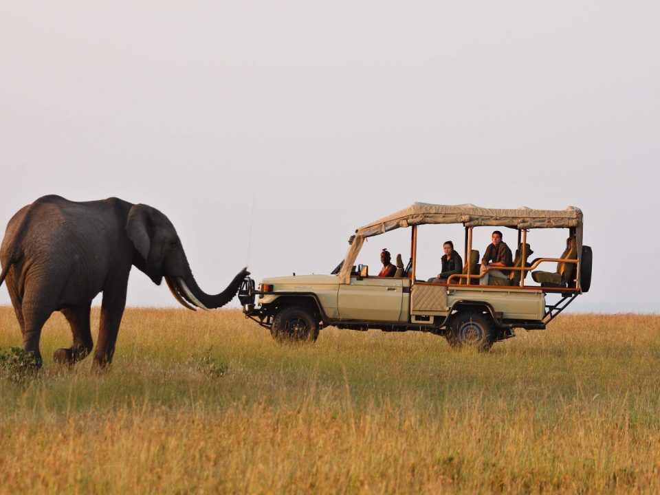 When is the Best Time to Go for a Game Drive Safari in Uganda?