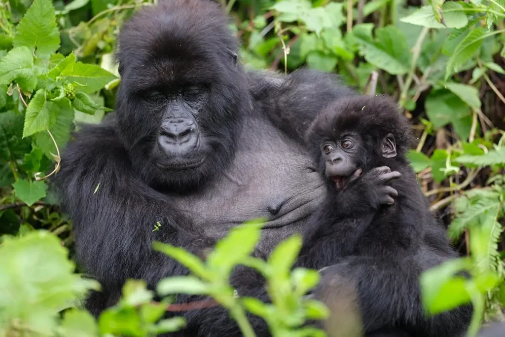 When is the best time to go for gorilla trekking and game drives in Uganda