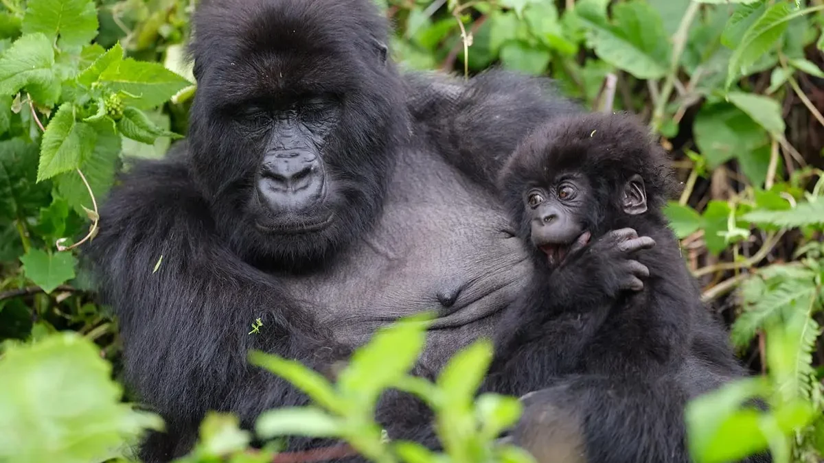 When is the best time to go for gorilla trekking and game drives in Uganda