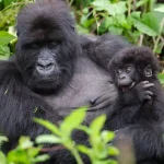 When is the best time to go for gorilla trekking and game drives in Uganda
