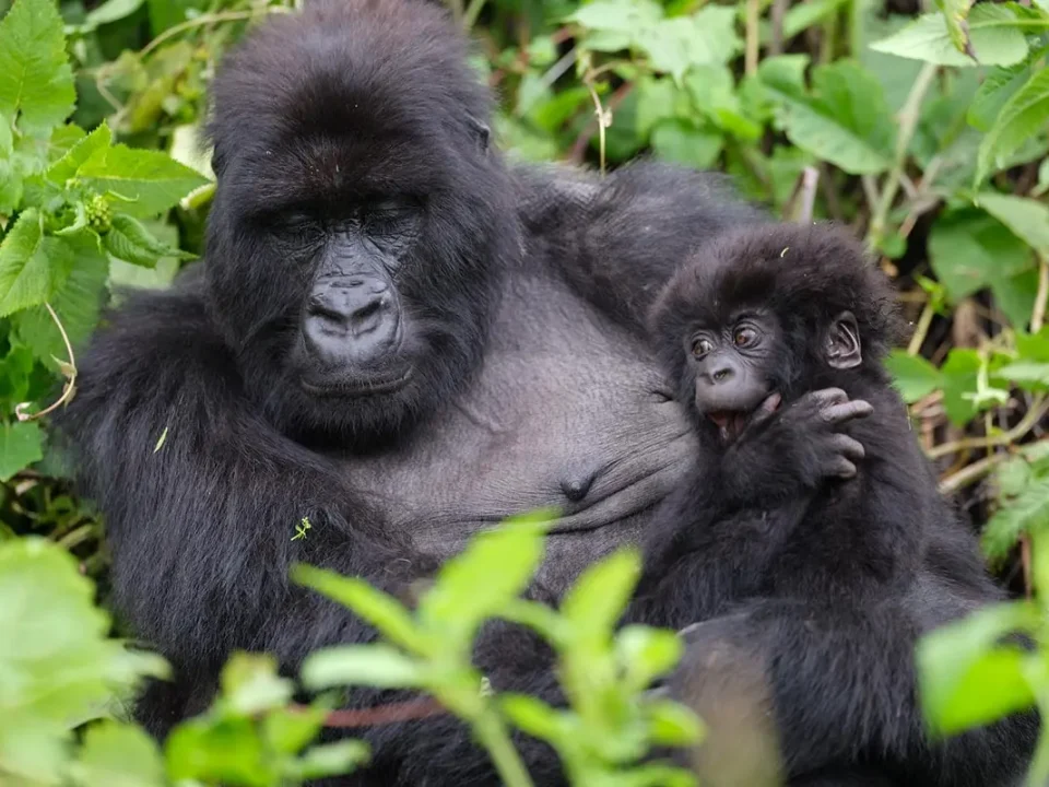 When is the best time to go for gorilla trekking and game drives in Uganda