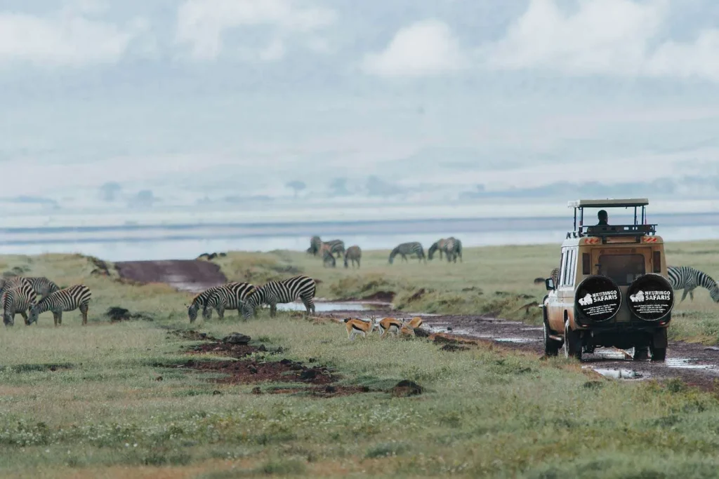 What is a Game Drive Safari in Uganda?