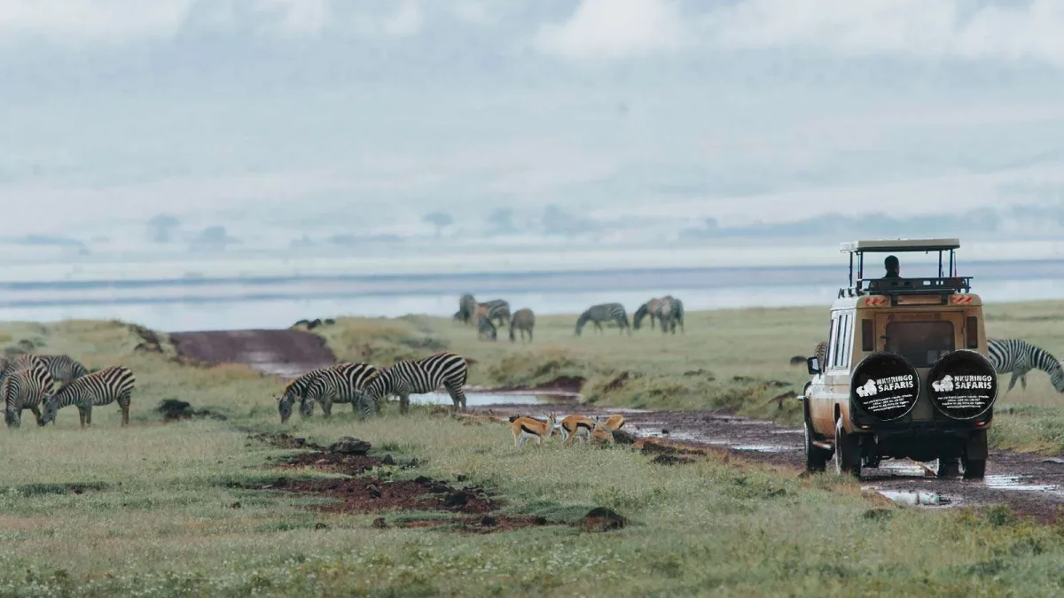 What is a Game Drive Safari in Uganda?
