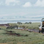 What is a Game Drive Safari in Uganda?