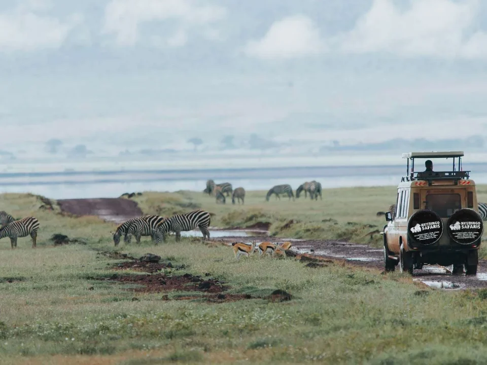 What is a Game Drive Safari in Uganda?