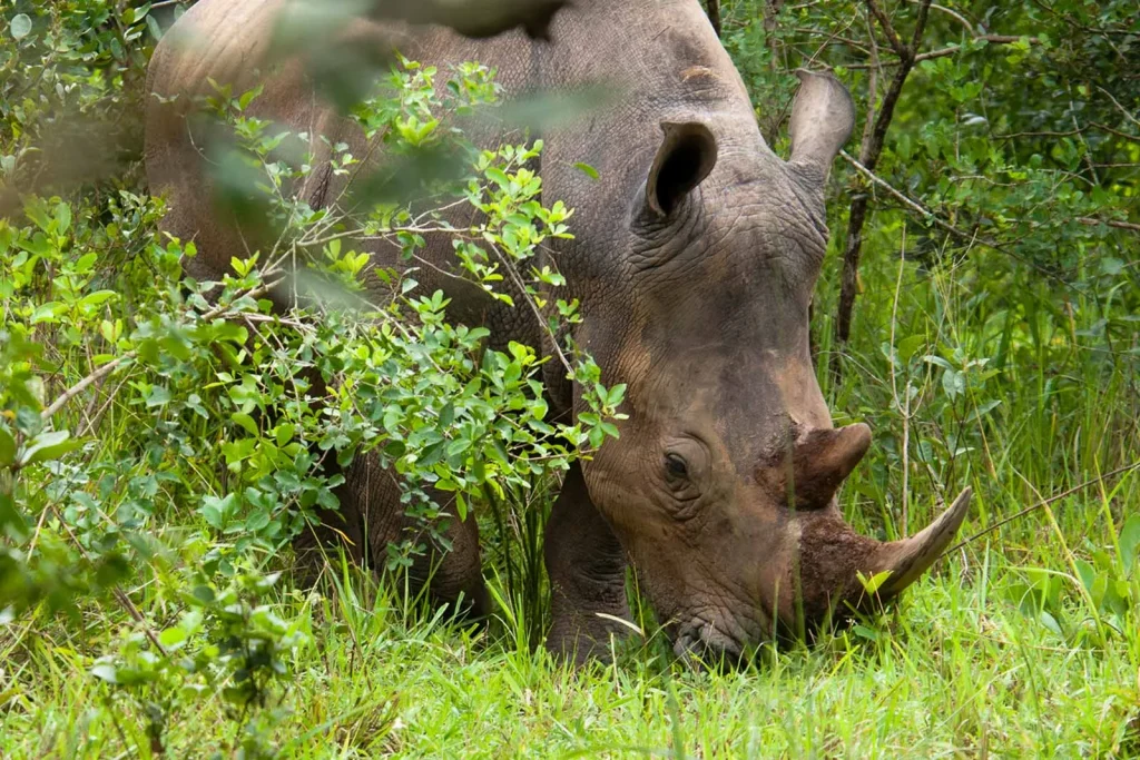 Why Is Ziwa Rhino Sanctuary Important for Conservation in Uganda?