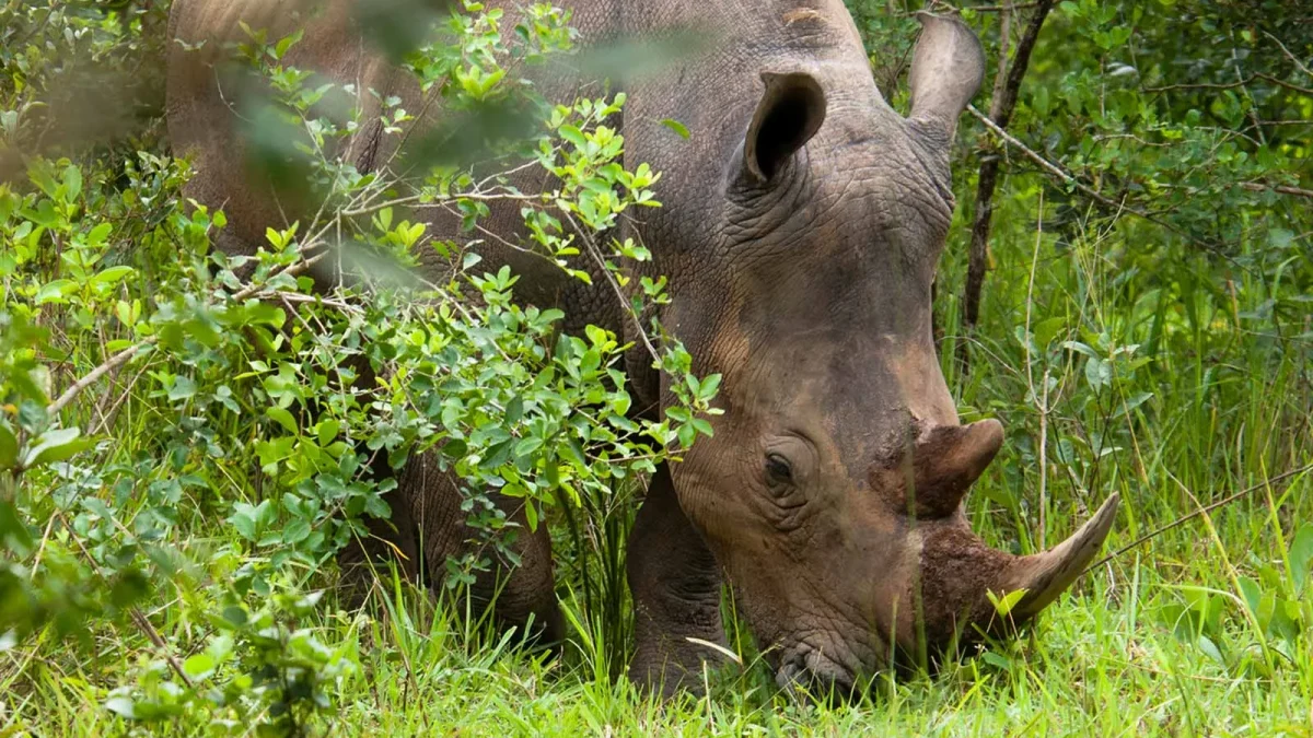 Why Is Ziwa Rhino Sanctuary Important for Conservation in Uganda?