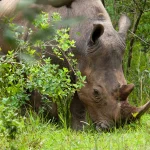 Why Is Ziwa Rhino Sanctuary Important for Conservation in Uganda?