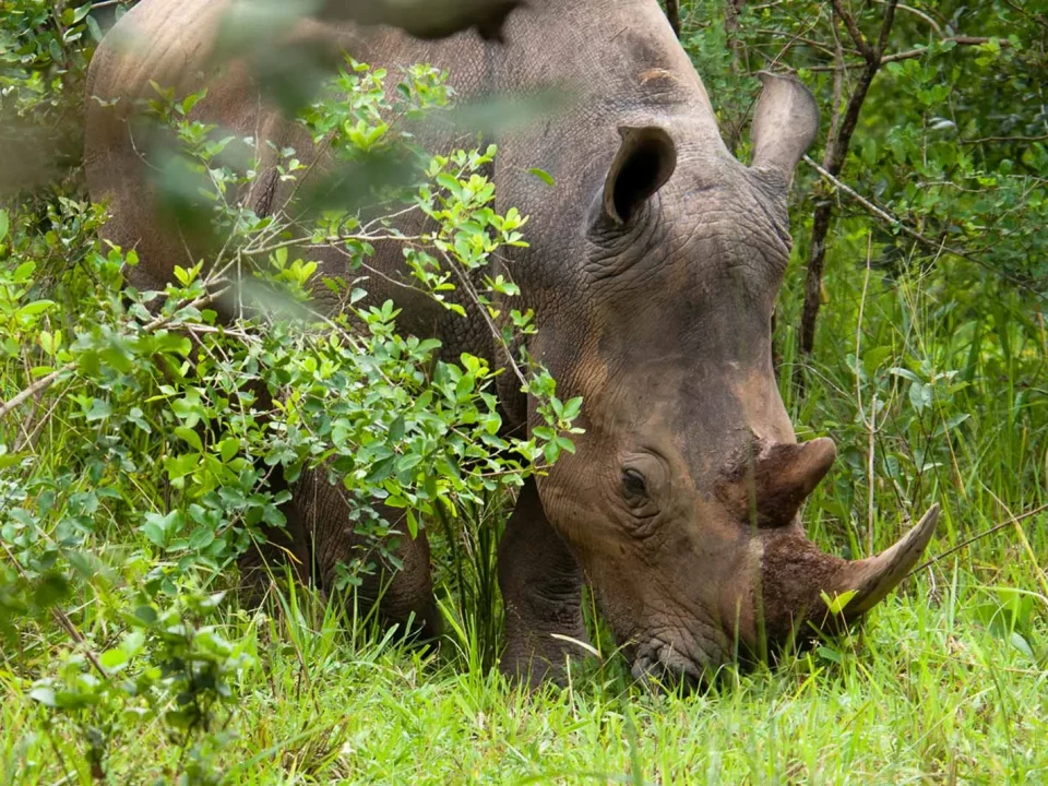 Why Is Ziwa Rhino Sanctuary Important for Conservation in Uganda?