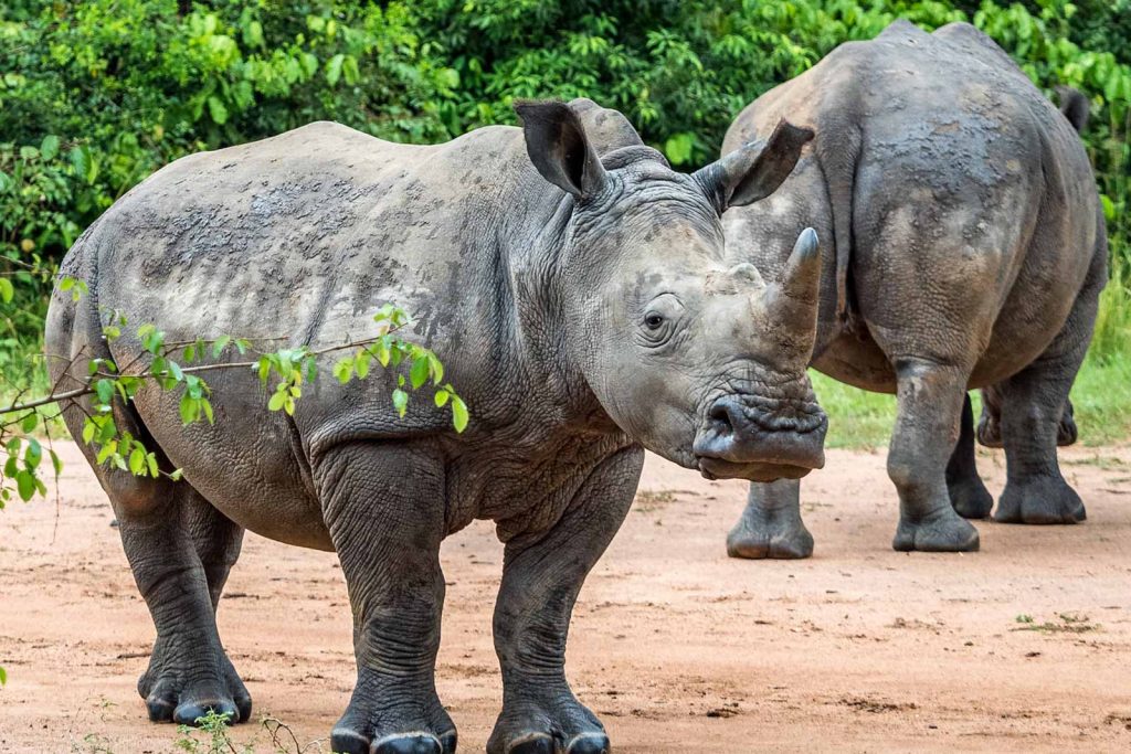 How Long Does a Rhino Tracking Activity Take at Ziwa Rhino Sanctuary?