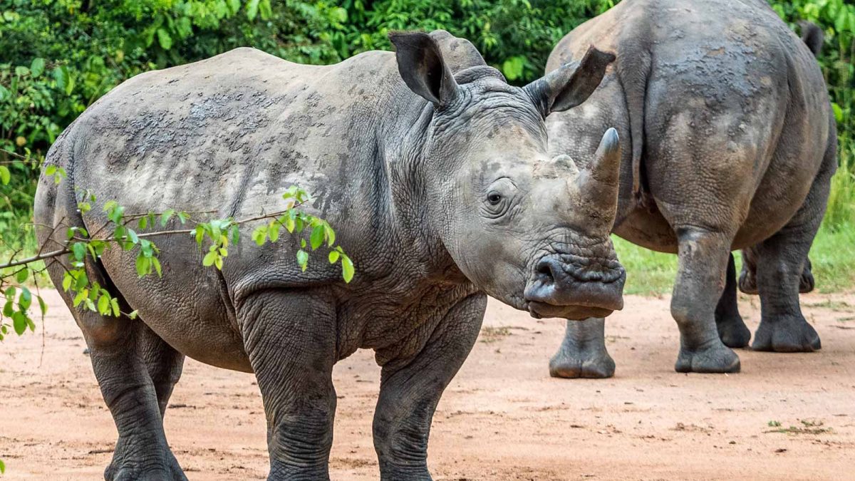How Long Does a Rhino Tracking Activity Take at Ziwa Rhino Sanctuary?